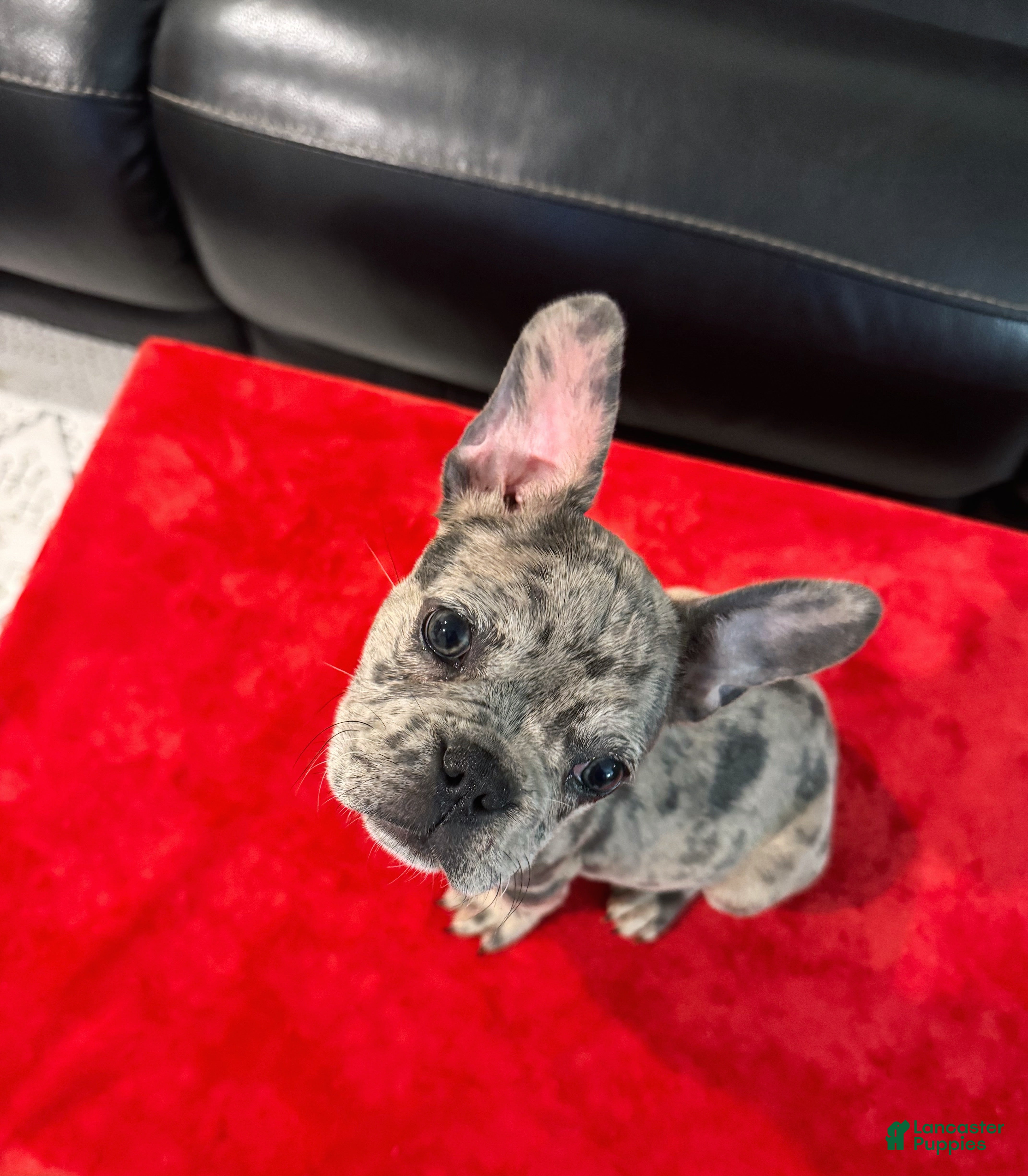 French Bulldog dogs Starry - Ad 6