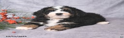 Bernedoodle dogs for sale: Christmas - Ad 2