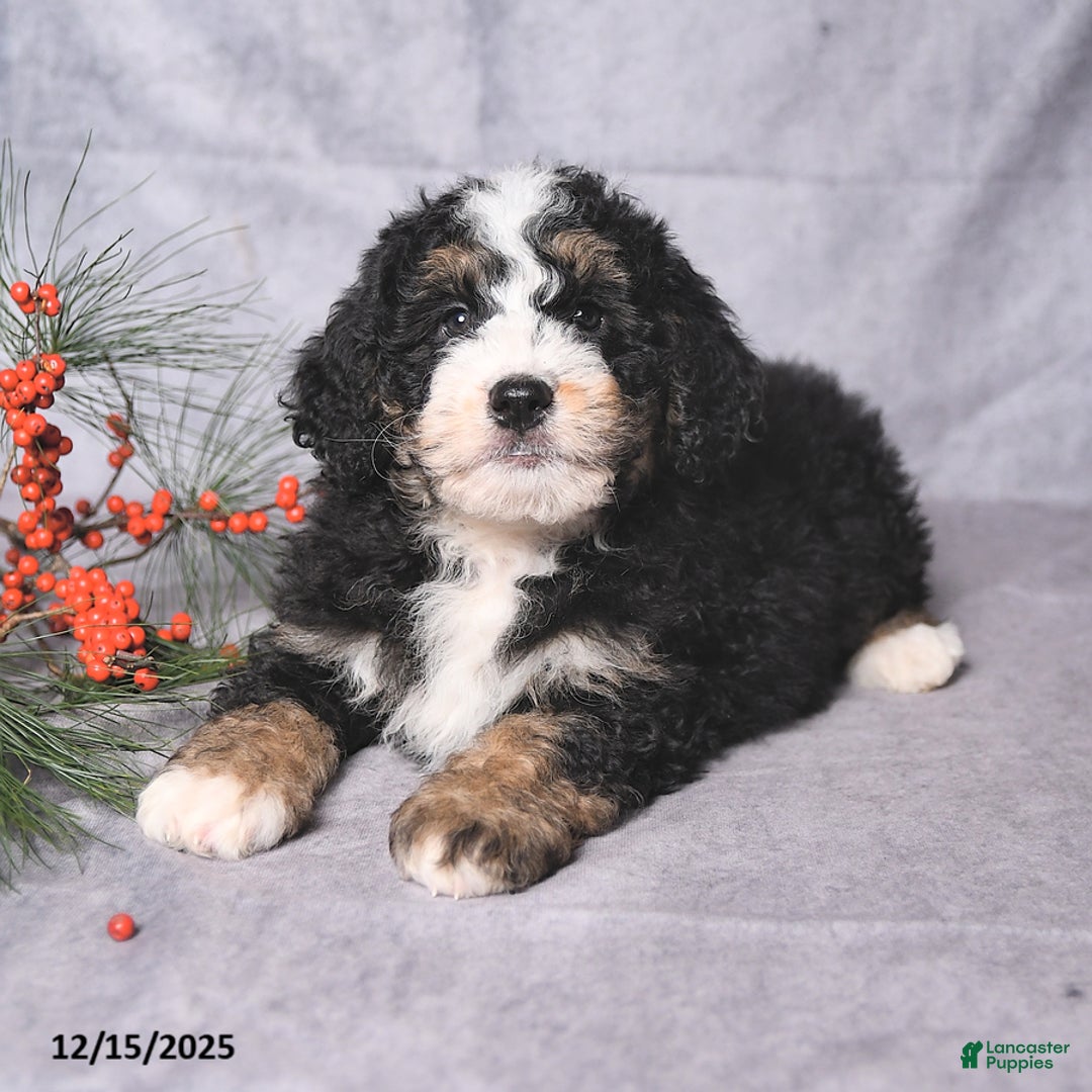 Bernedoodle dogs for sale: Christmas - Ad 2