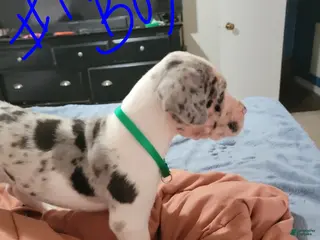 Great Dane dogs Great Dane Puppy 1 - Ad 12