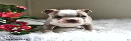Boston Terrier dogs for sale: Sadie - Ad 3