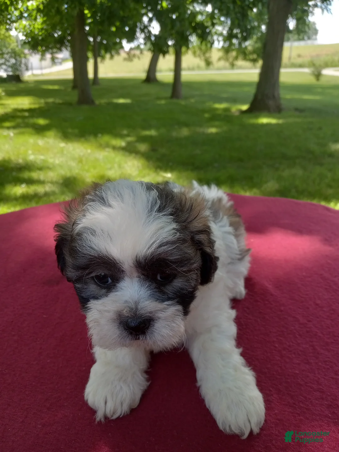 Teddy Bear dogs for sale: Rover - Ad 5