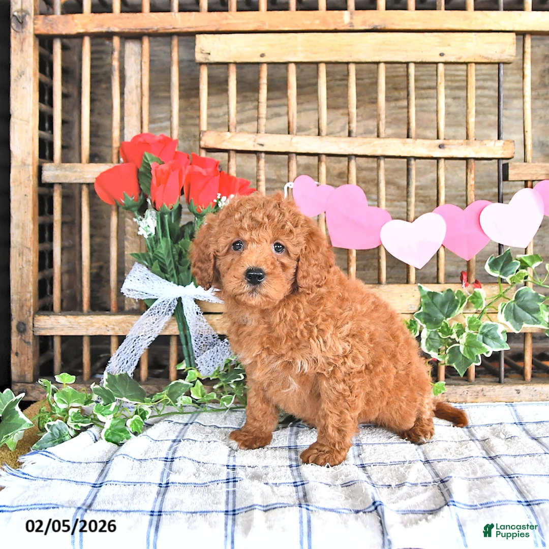 Mini Goldendoodle dogs for sale: Marshal - Ad 4