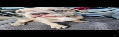 Mixed Breed 1