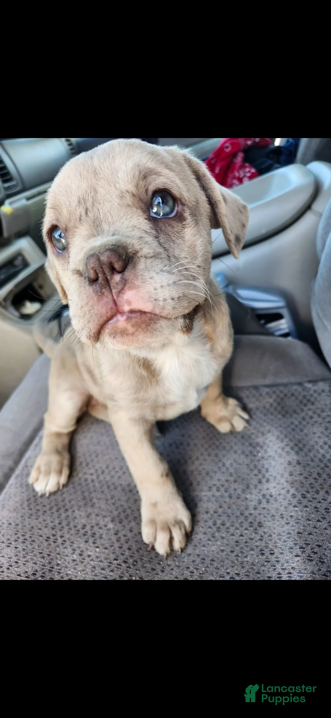 Mixed Breed dogs for sale: Mixed Breed 1 - Ad 1