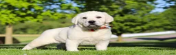 Labrador Retriever dogs for sale: Buddy - Ad 3