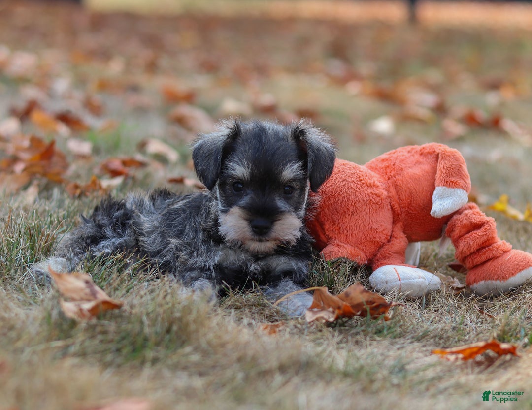 Miniature Schnauzer dogs for sale: Brianna - Ad 40