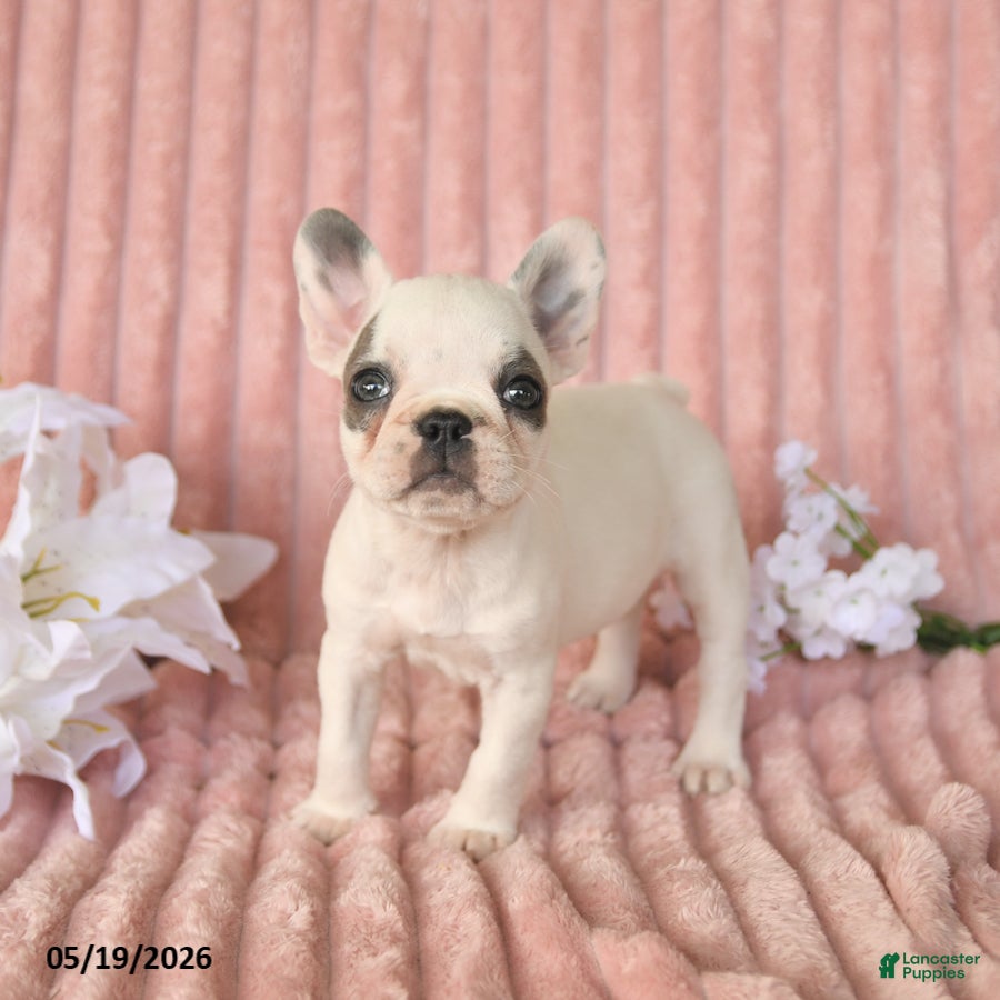 Frenchton dogs Sage - Ad 1
