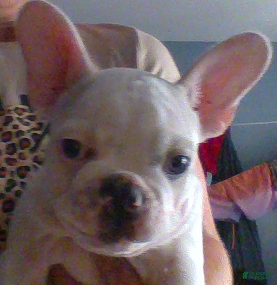 French Bulldog dogs hutch - Ad 32