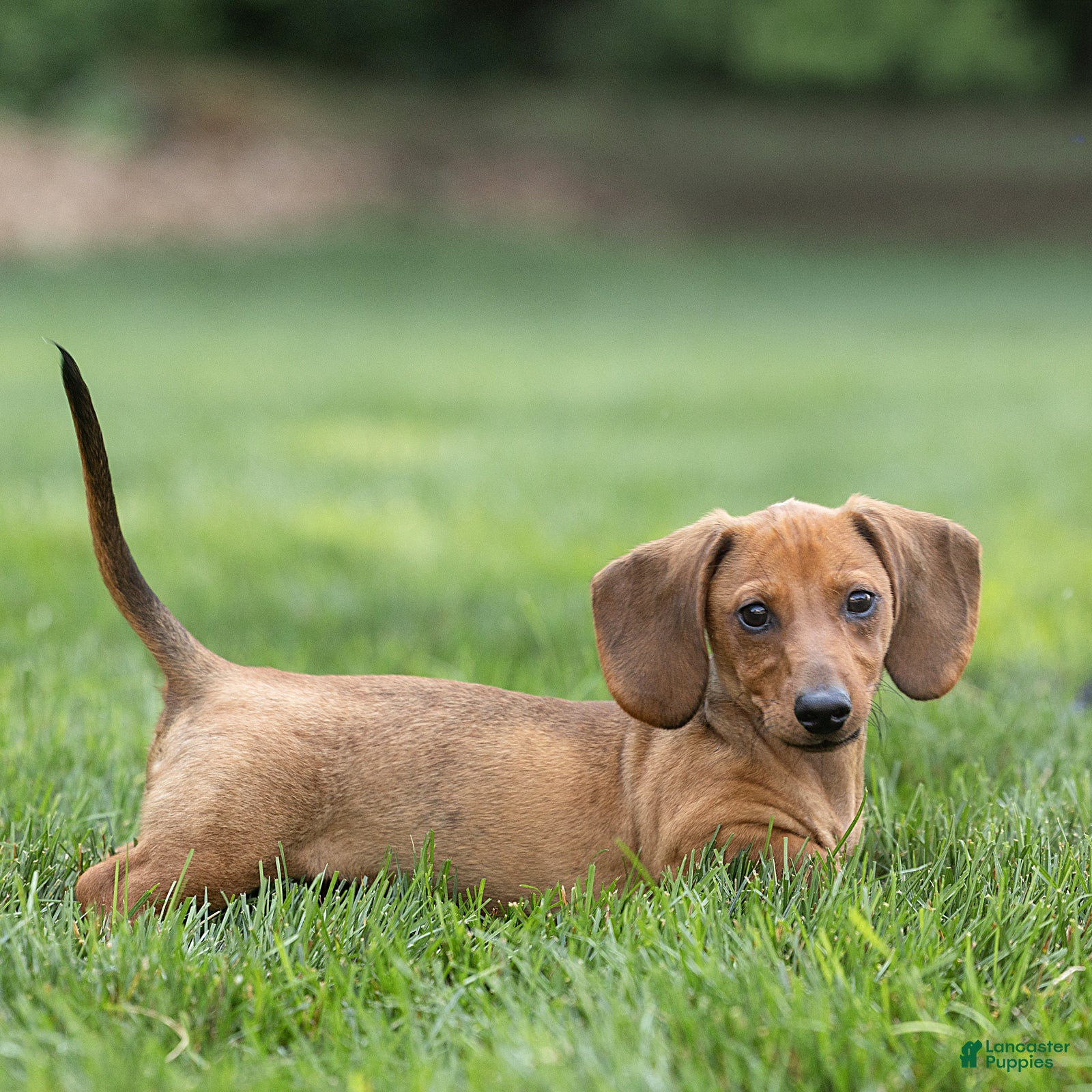 Miniature Dachshund dogs Mikey Miniature Dachshund  - Ad 2