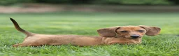 Miniature Dachshund dogs for sale: Mikey Miniature Dachshund  - Ad 2