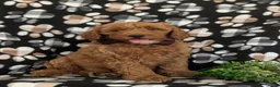 Mini Goldendoodle dogs for sale: Isaias Hypoallergenic - Ad 3