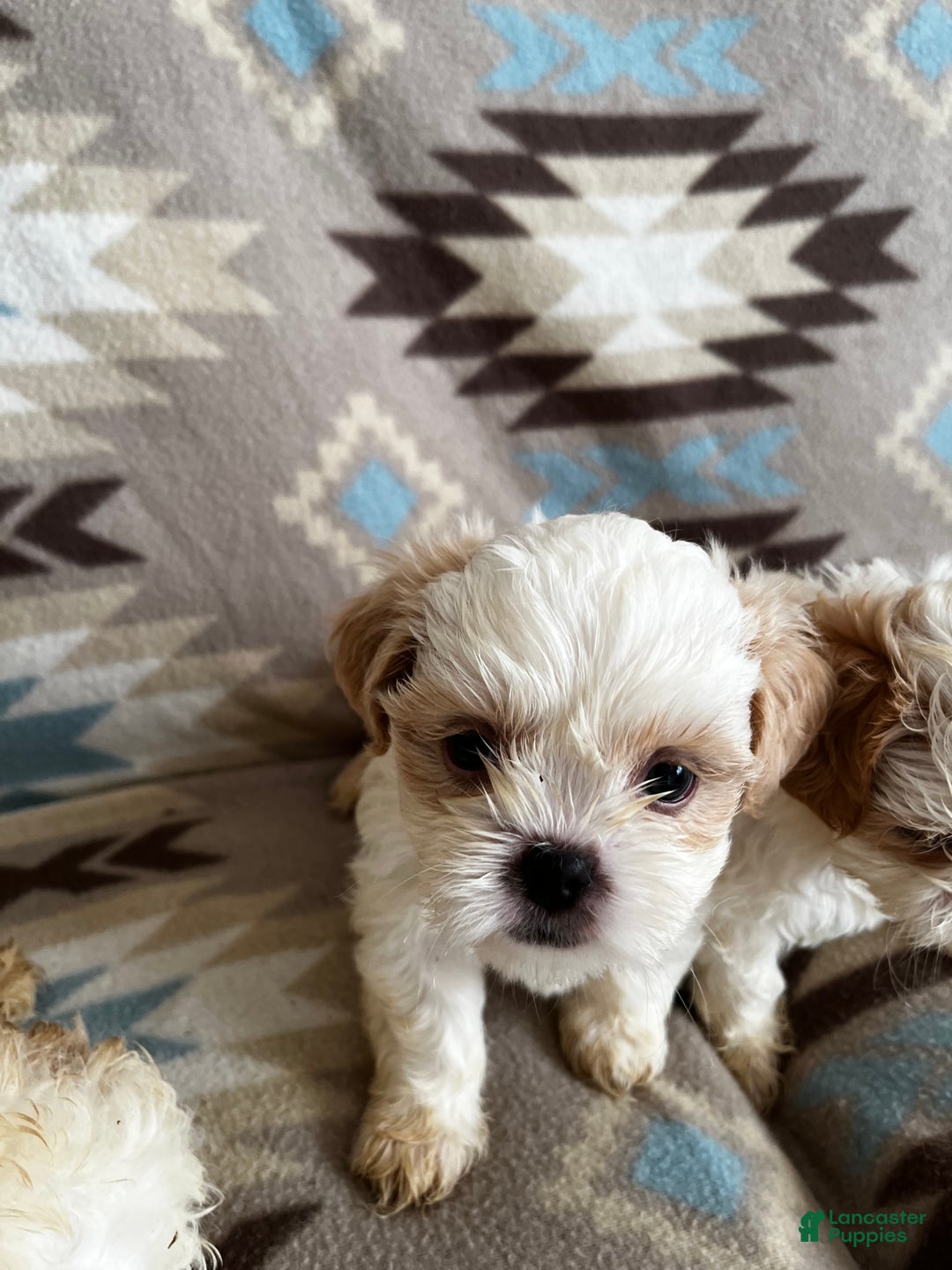 Shih Tzu dogs for sale: Daisy - Ad 12