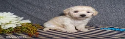 Bichpoo dogs for sale: Timmy - Ad 1