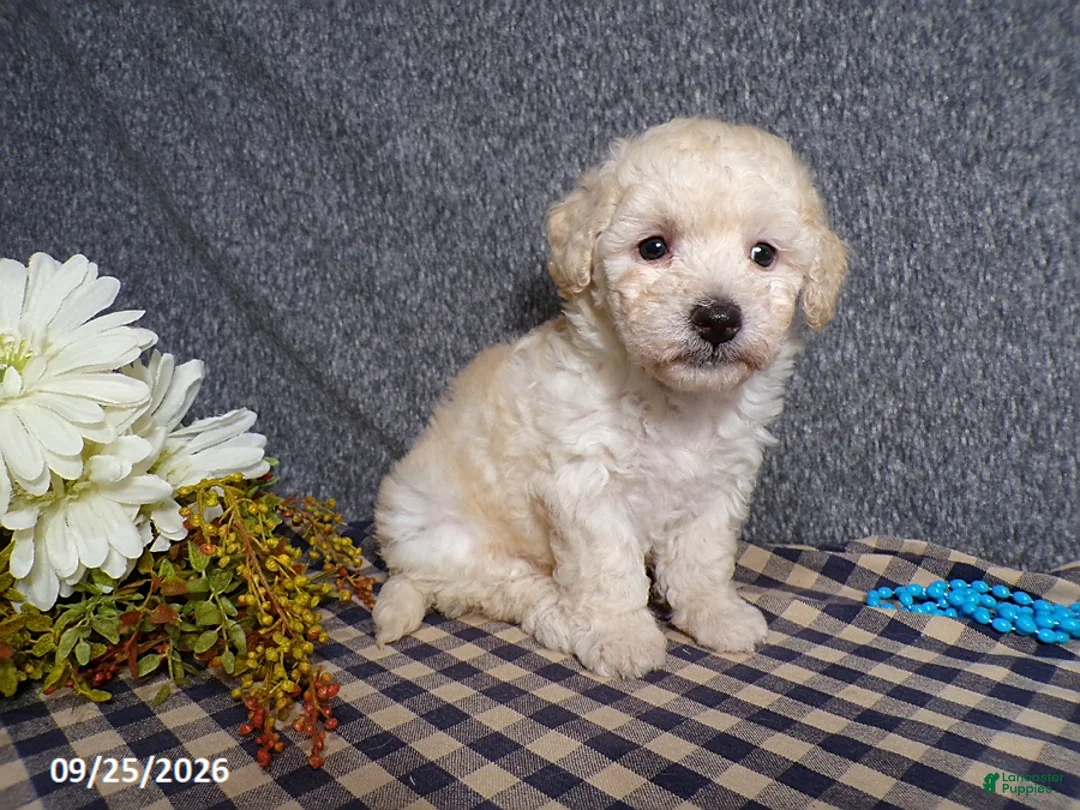 Bichpoo dogs for sale: Timmy - Ad 1