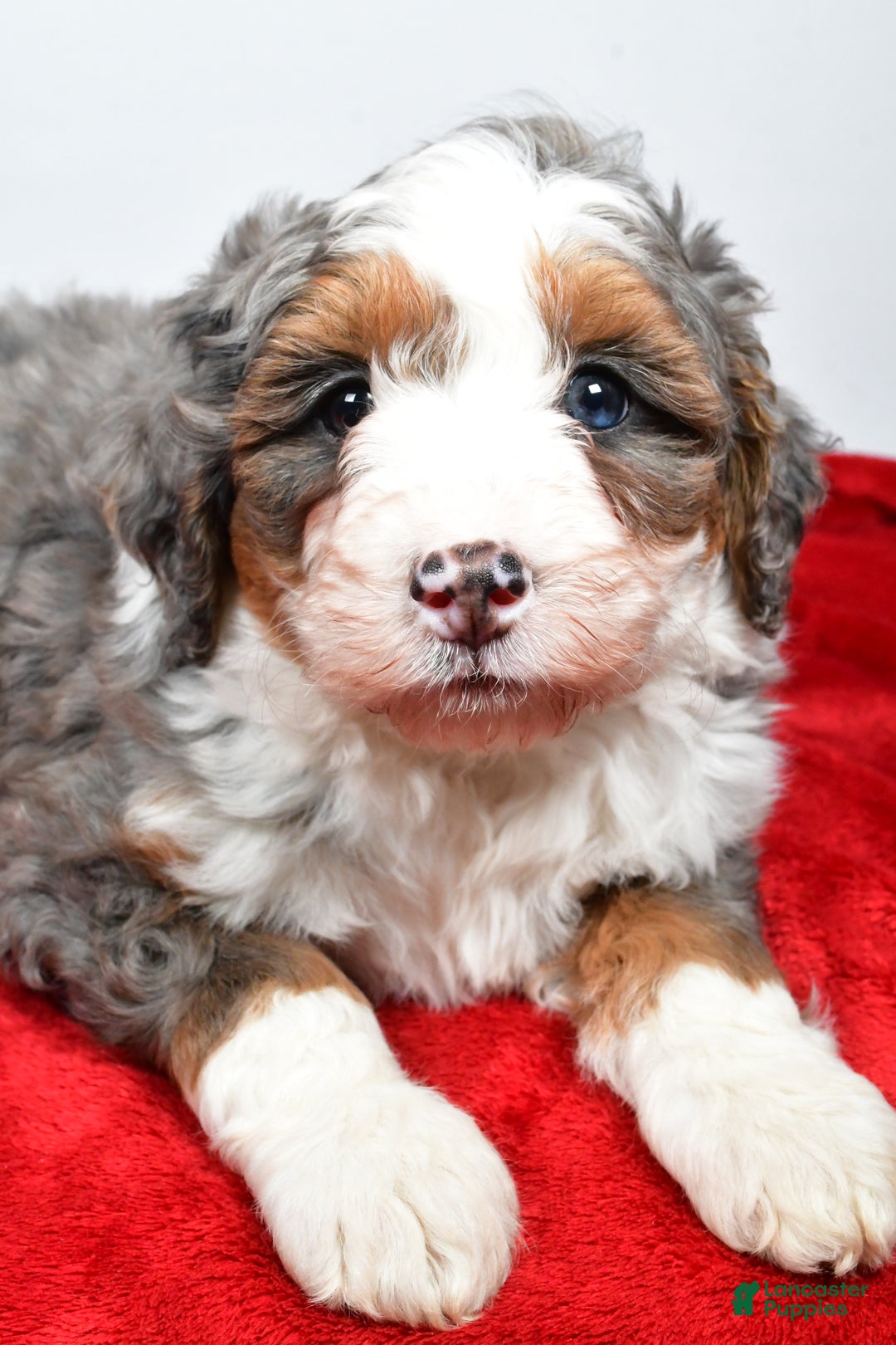 Mini Bernedoodle dogs for sale: Lola - Ad 6