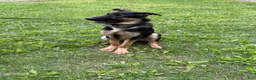 German Shepherd dogs for sale: Duke - Ad 9