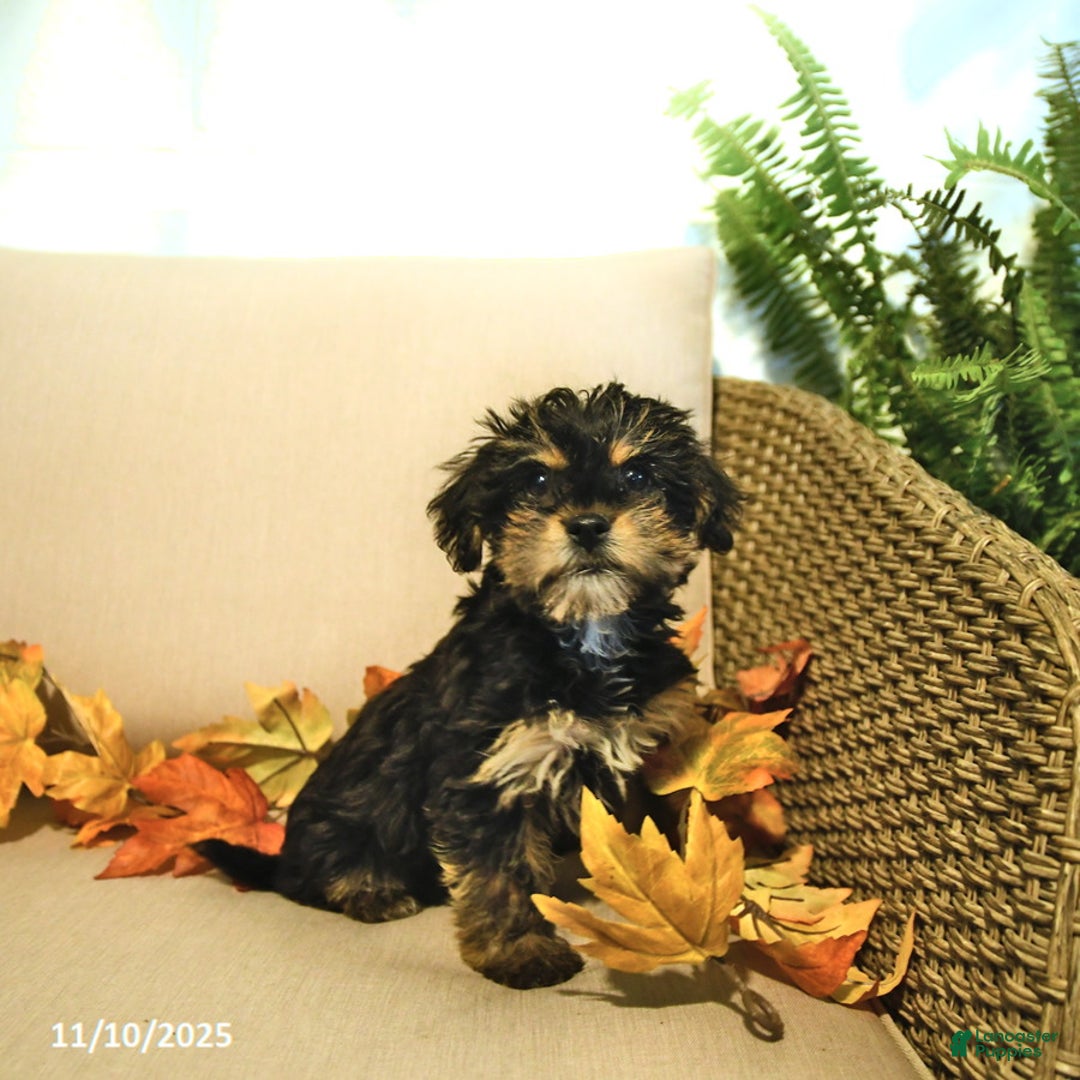 Yorkiepoo dogs for sale: Pepper - Ad 3