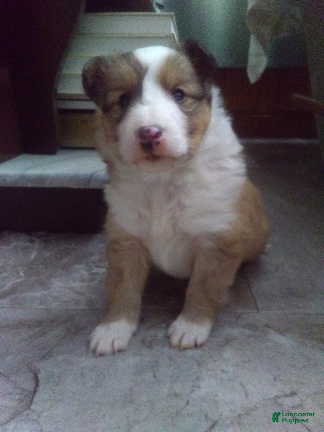 Shetland Sheepdog dogs for sale: Shetland Sheepdog Puppy 1 - Ad 1