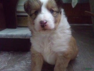 Shetland Sheepdog dogs Shetland Sheepdog Puppy 1 - Ad 24