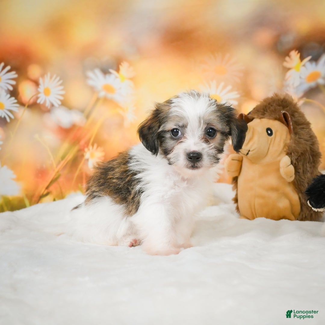 Yorkiepoo dogs for sale: Odal - Ad 2