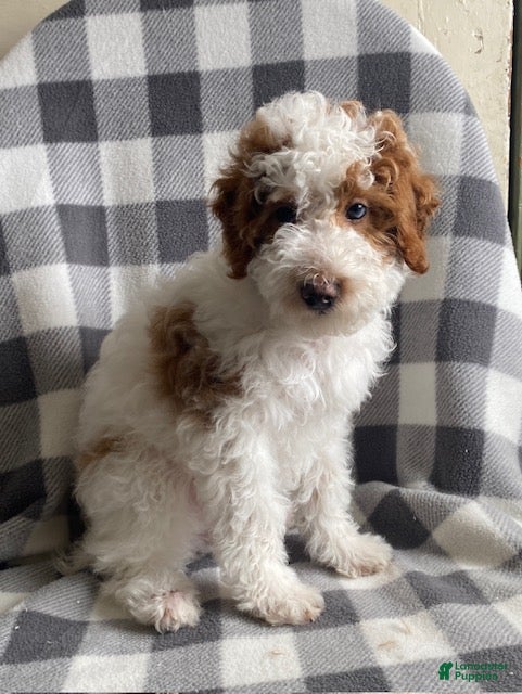 Miniature Poodle dogs Buttercup - Ad 2