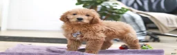 Goldendoodle dogs for sale: Maverick - Ad 2