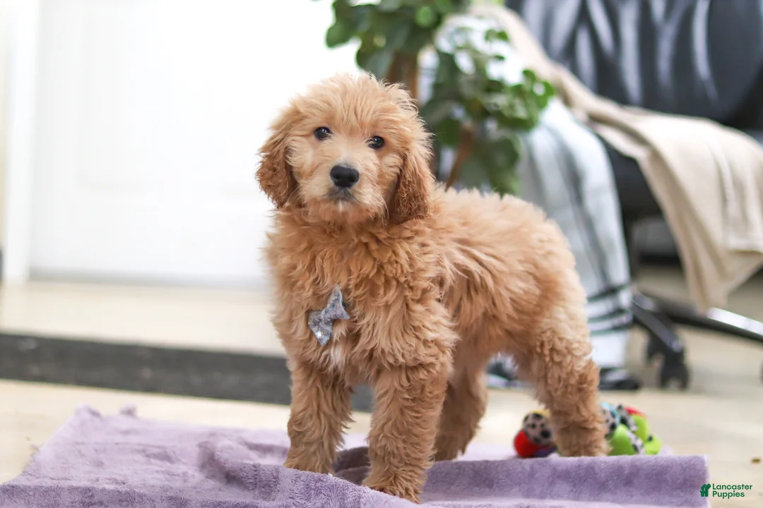 Goldendoodle dogs for sale: Maverick - Ad 2
