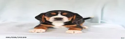 Beagle dogs for sale: Sport - Ad 1