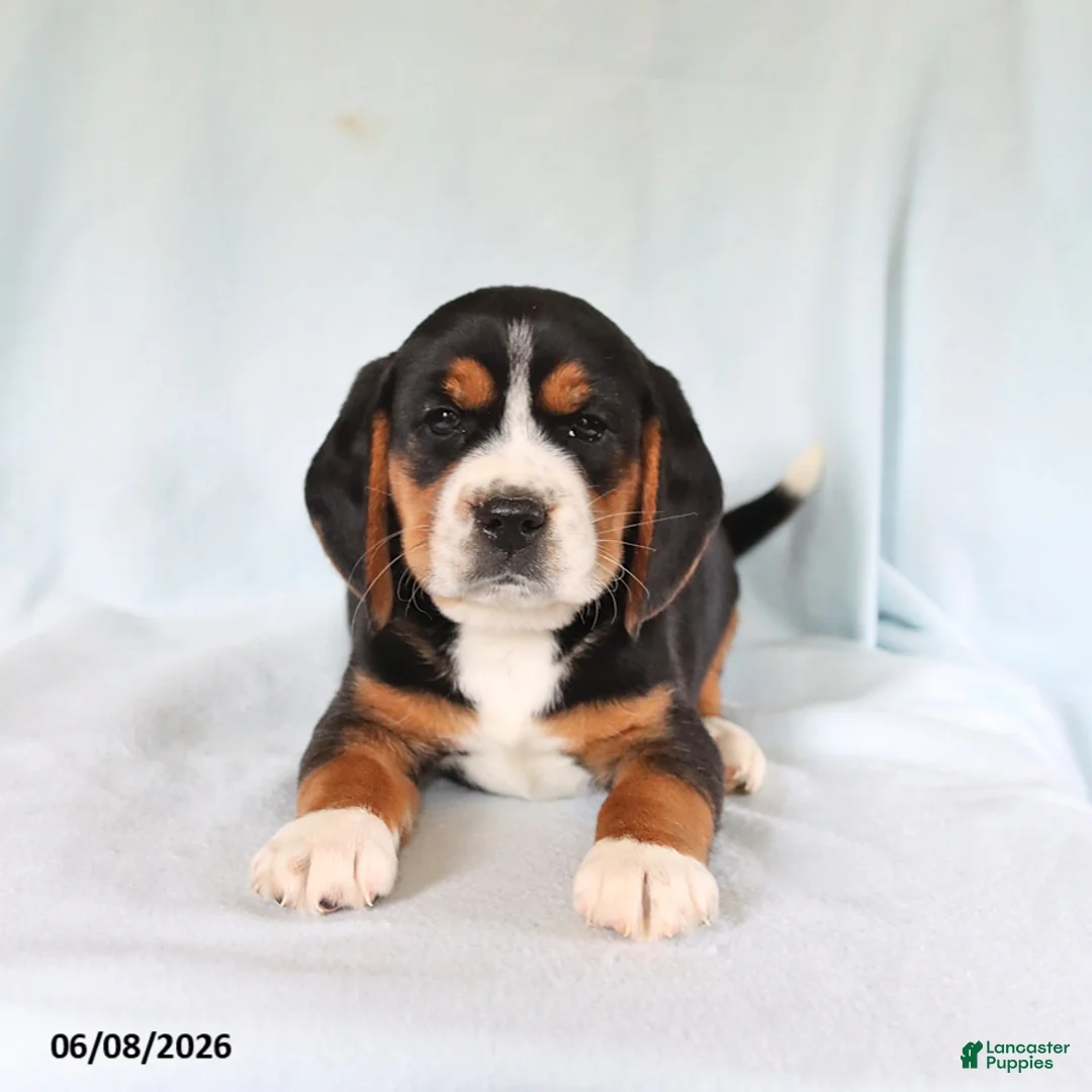 Beagle dogs for sale: Sport - Ad 1