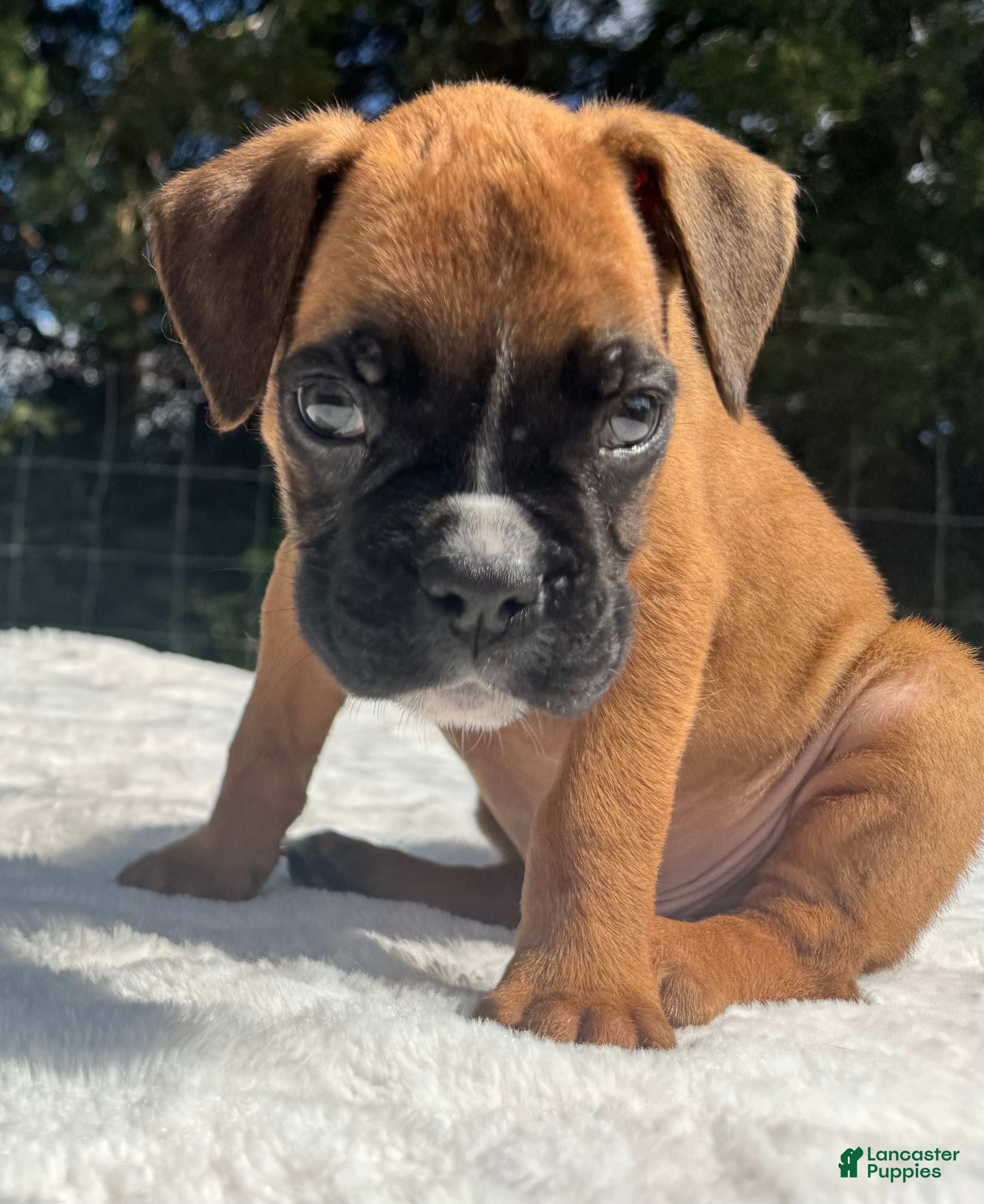 Boxer dogs Austin - Ad 2