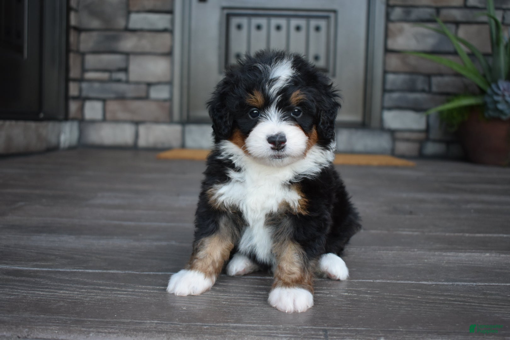 Mini Bernedoodle dogs Cody - Ad 2