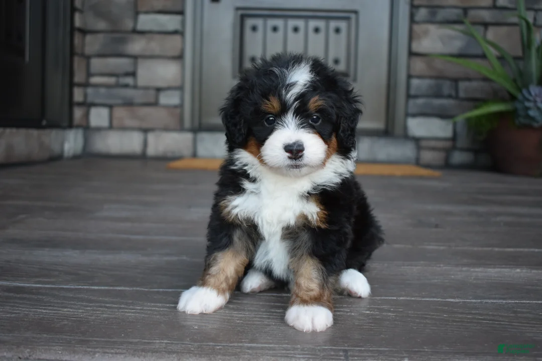 Mini Bernedoodle dogs for sale: Cody - Ad 2