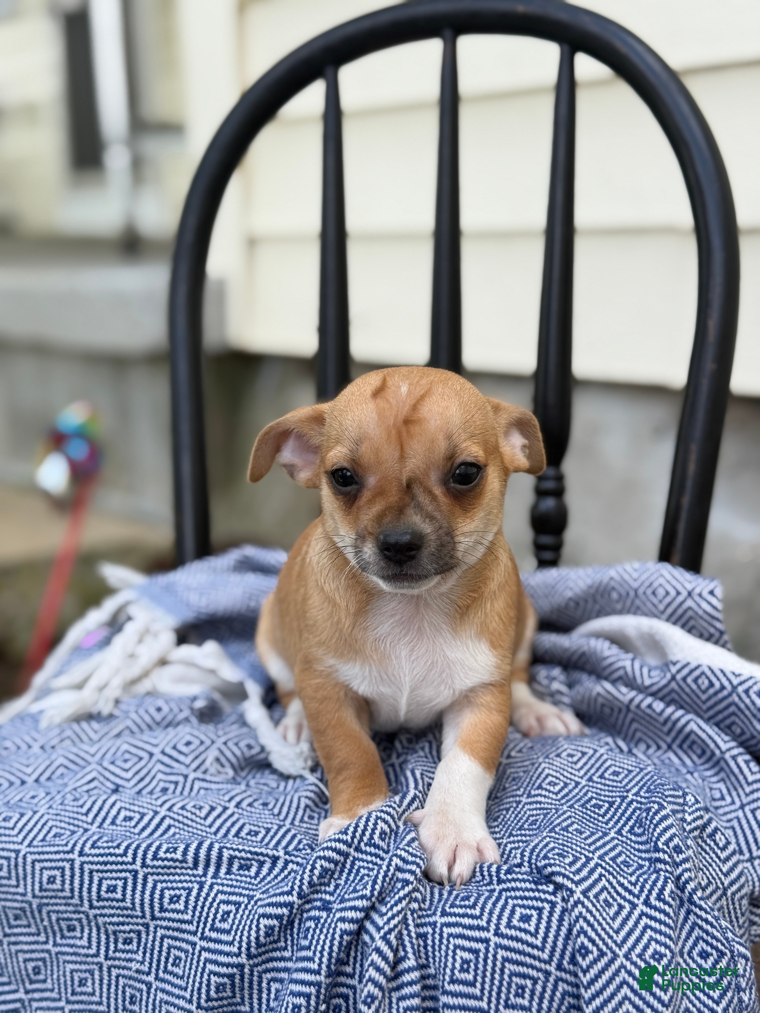 Chihuahua dogs Peter - Ad 1