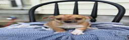 Chihuahua dogs for sale: Peter - Ad 1