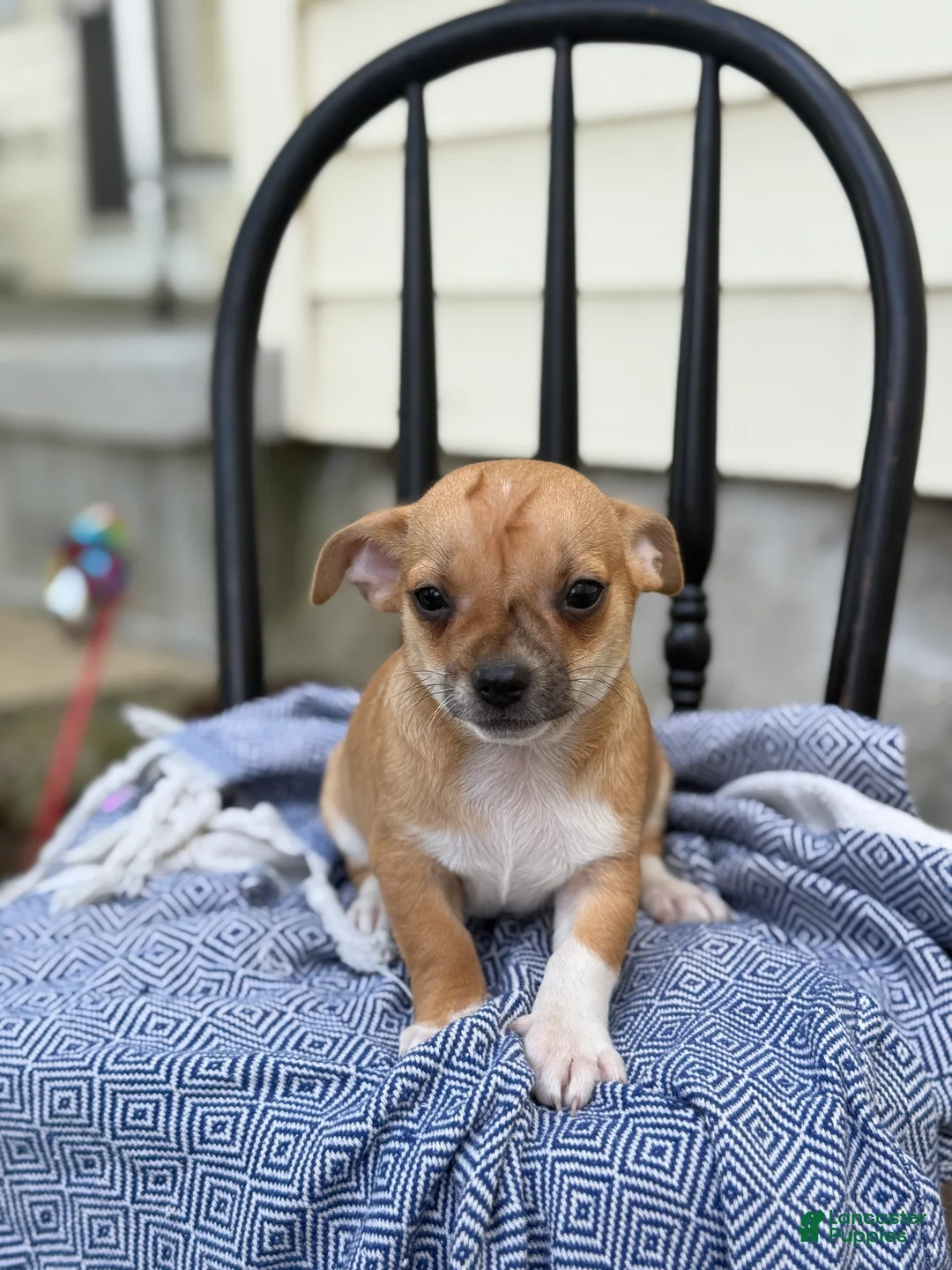 Chihuahua dogs for sale: Peter - Ad 1