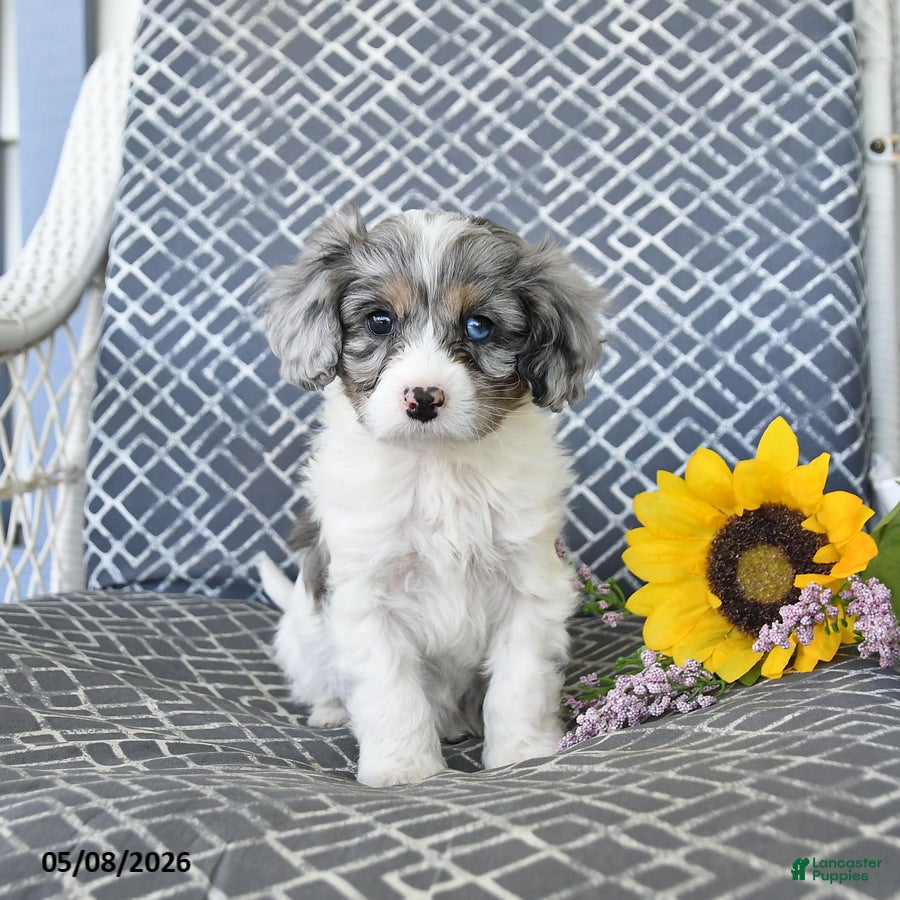 Cavapoo dogs for sale: Cody - Ad 2