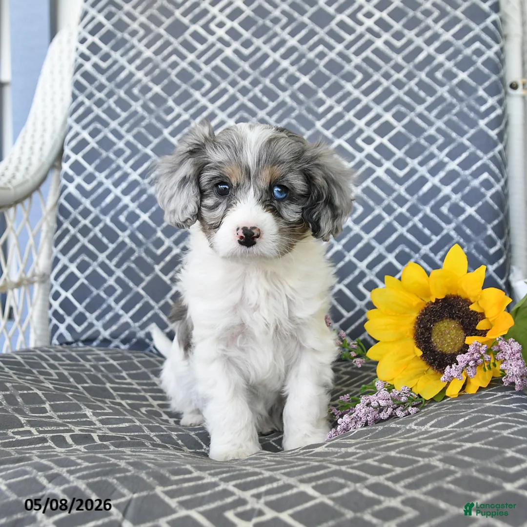 Cavapoo dogs for sale: Cody - Ad 1