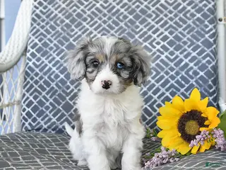 Cavapoo dogs for sale: Cody - Ad 2