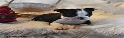 Boston Terrier dogs for sale: Boston - Ad 4