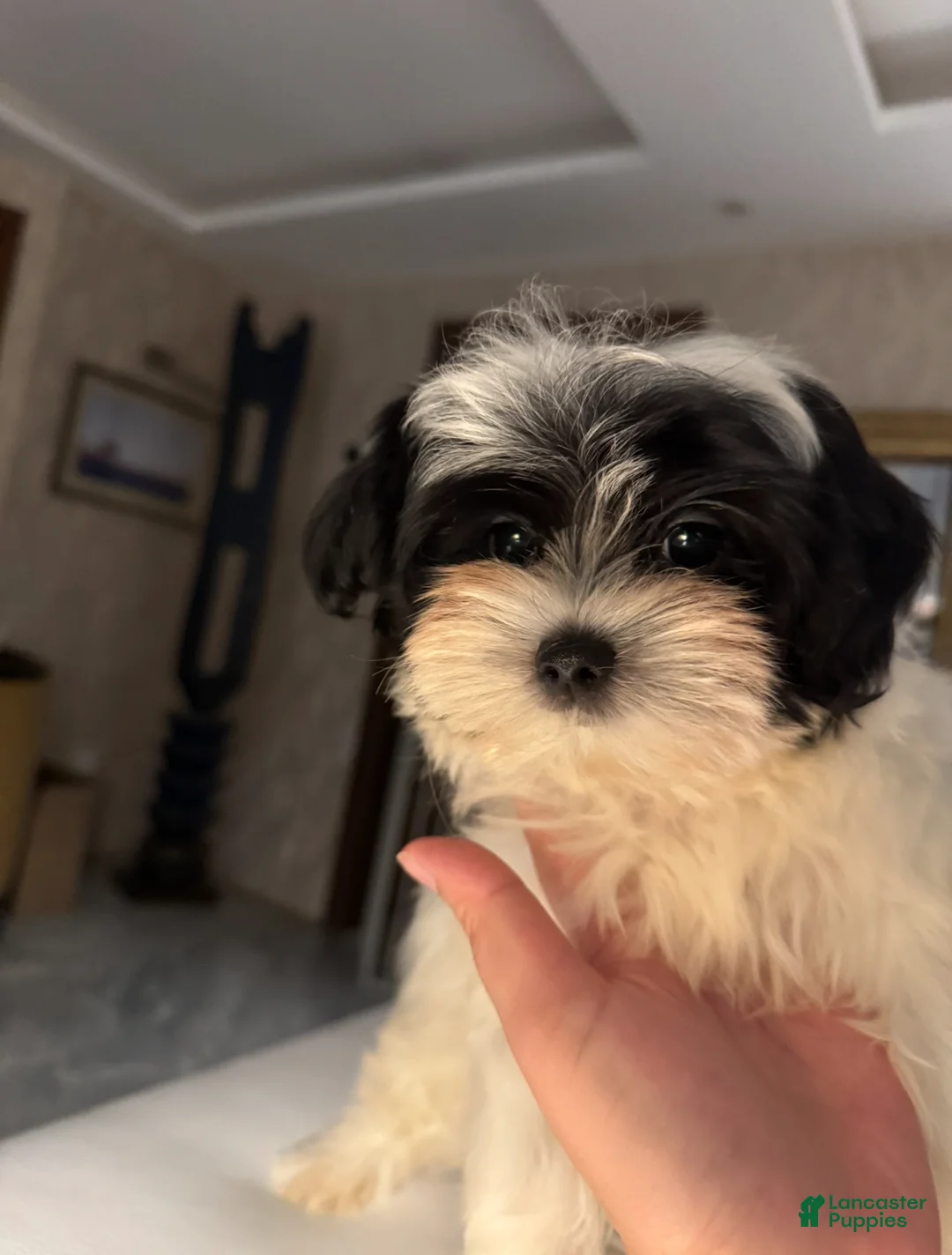 Morkie dogs for sale: Arlo - Ad 6