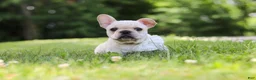 French Bulldog dogs for sale: Allie - Ad 5
