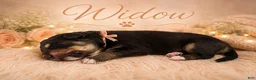 Mixed Breed dogs for sale: Widow  - Ad 1