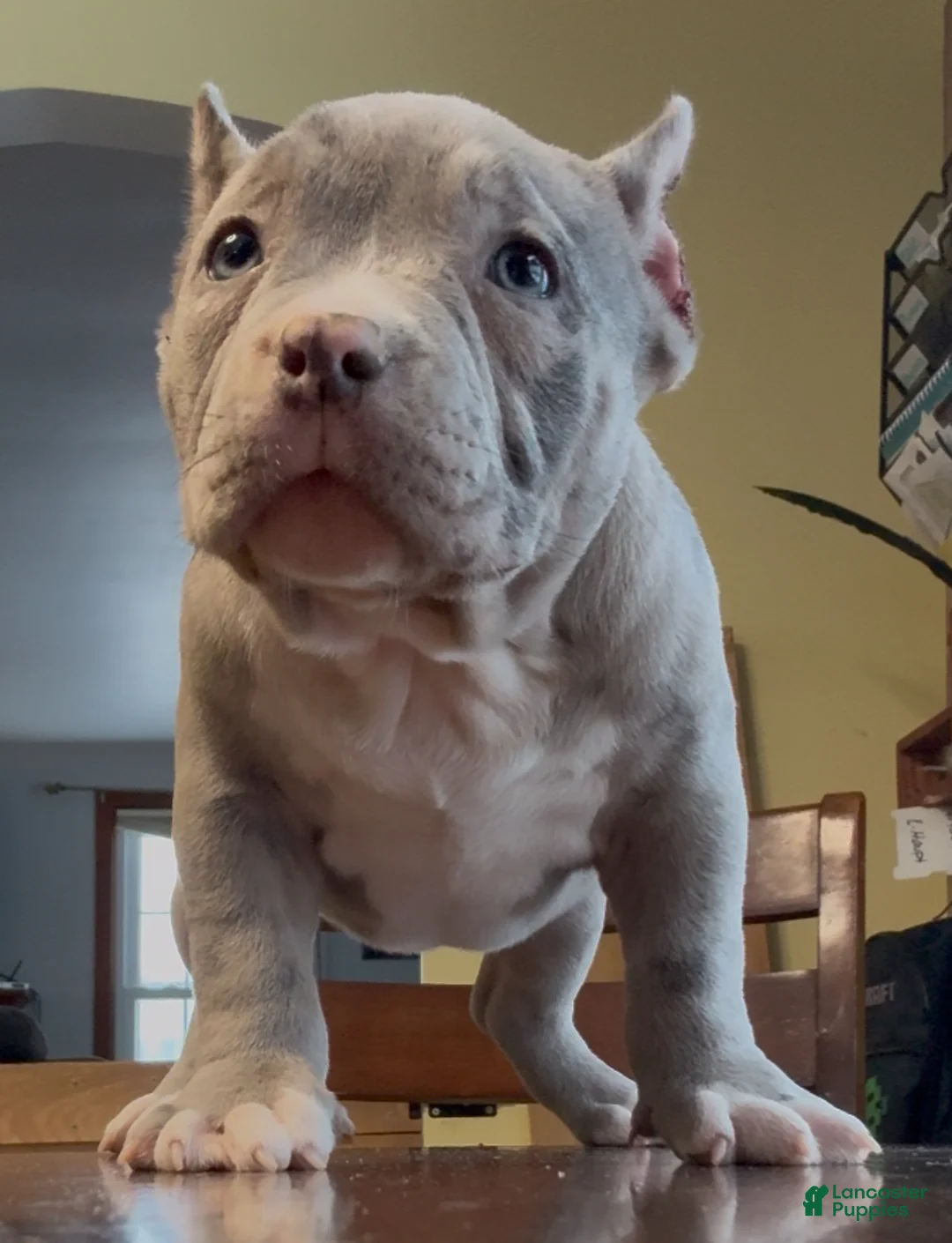 American Bully dogs for sale: Blue Merle Female  - Ad 6