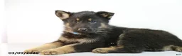 German Shepherd dogs for sale: Merle - Ad 3