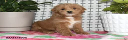 Goldendoodle dogs for sale: Ronald - Ad 5