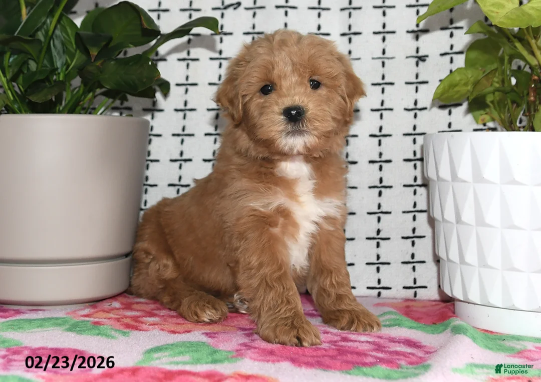 Goldendoodle dogs for sale: Ronald - Ad 5