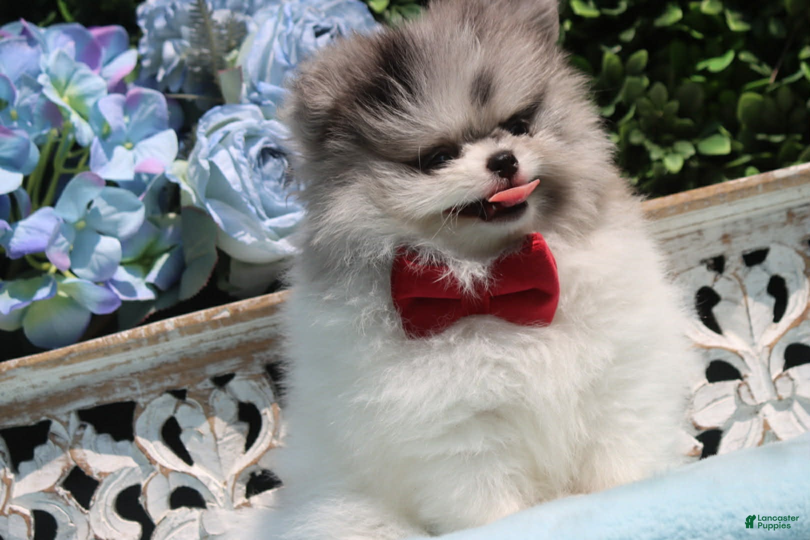 Pomeranian dogs Pomeranian 2 - Ad 2