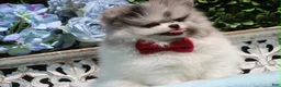 Pomeranian dogs for sale: Pomeranian 2 - Ad 2