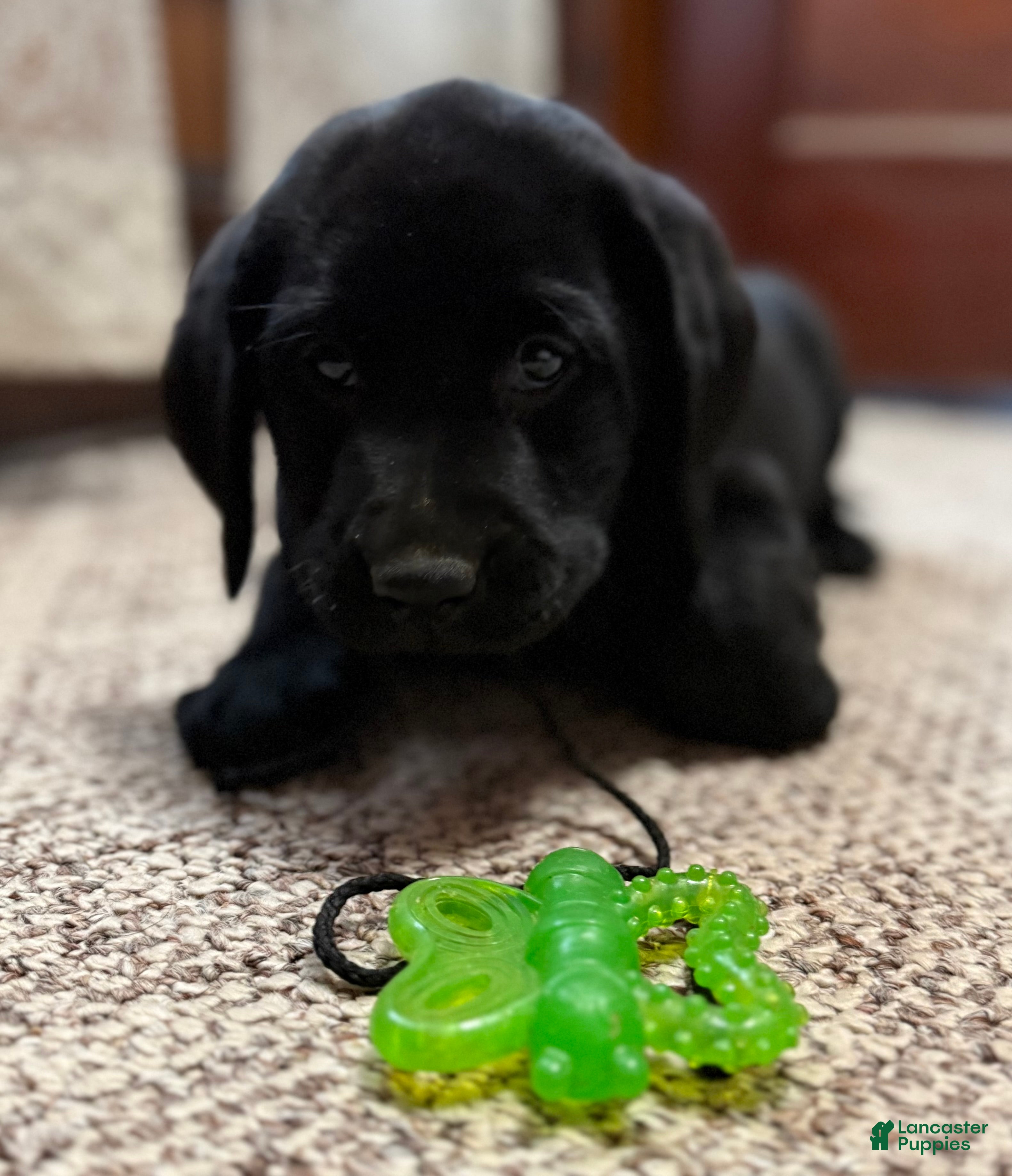 Labrador Retriever dogs Labrador Retriever Puppy RITA  - Ad 4